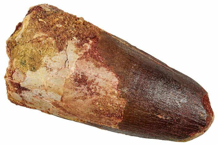 Fossil Spinosaurus Tooth - Robust Tooth #329528